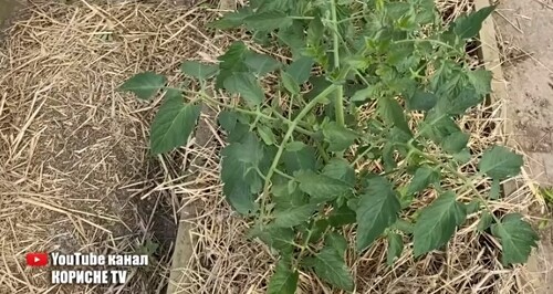 Жовтіє листя у томатів? Все виправляється в момент