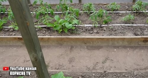 Вічний крапельний полив своїми руками! Зроби собі такий