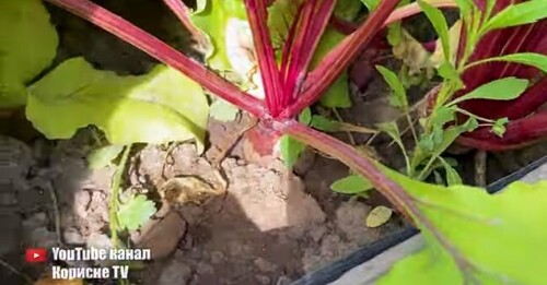 Буряк стане солодшим за мармелад після цього підживлення