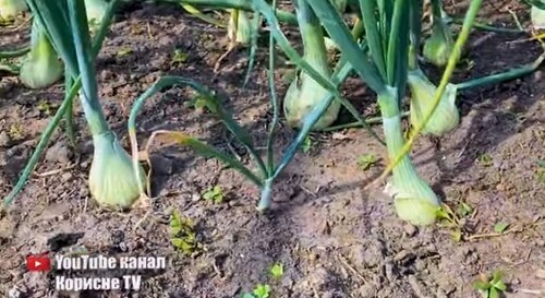 Важливе підживлення на швидке збільшення цибулини