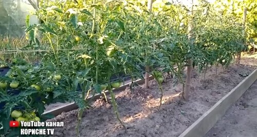 Терміново обробіть цим помідори, і фітофторозу не буде