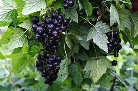 Как омолодить куст черно смородины и улучшить урожай