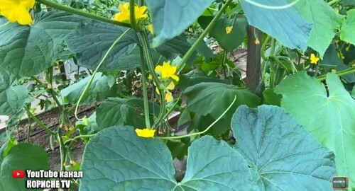 Огірки цвітуть, але врожаю немає?! Зробіть це і будете збирати огірки відрами