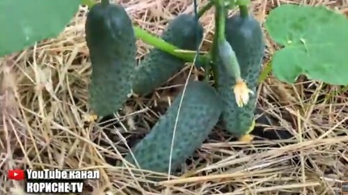 Огірки засиплють вас врожаєм! Просто полийте цим огірки