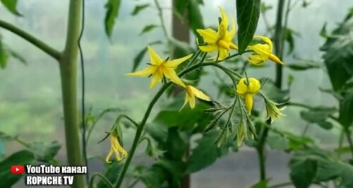 Після цього всі помідори зав'яжуться! Без підгодівлі і обробок