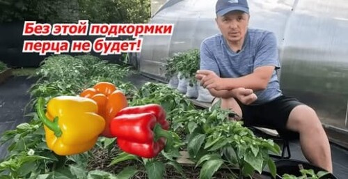 Так я спас свой перец: подкормка, которая реально работает