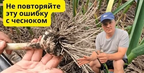 Эта ошибка портит весь урожай чеснока перед уборкой!