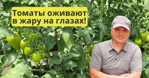 Томаты больше не будут вянуть в жару- спасаем янтарной кислотой!
