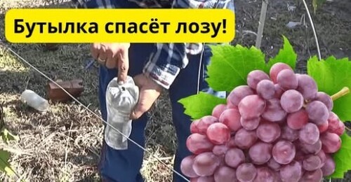 Как ускорить вызревание лозы винограда осенью