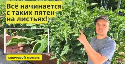 Так выглядит начало болезни на томатах! Спасаем низкорослые томаты
