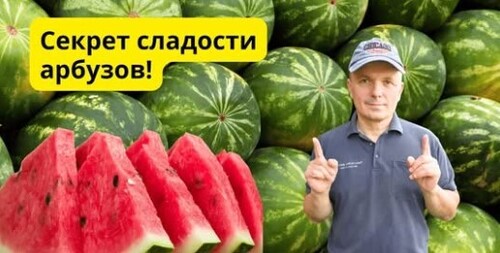 Арбузы всегда вырастают крупными и сладкими, как мармелад