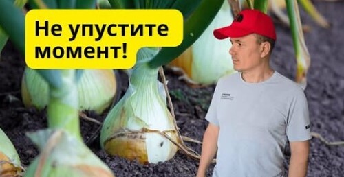 ТРИ главных признака, что лук созрел и его пора убирать!