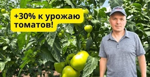 Главная ошибка на томатах: эти 2 листа нельзя трогать!