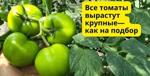 Как получить крупные томаты на всех кистях? Проверенный способ