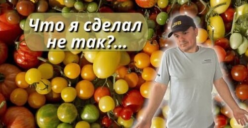 Почему томаты остаются мелкими? Нашёл причину!