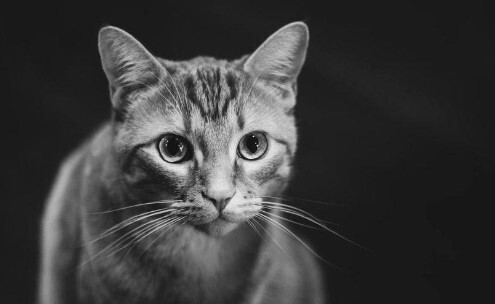 СЕРАЯ КОШКА