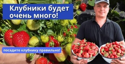 Осенняя посадка клубники: мой проверенный способ. Важные тонкости