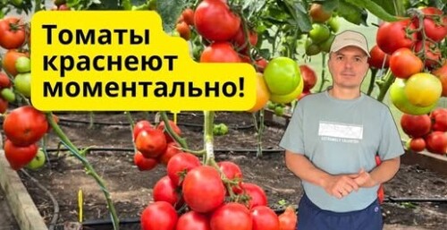Все томаты вмиг дозревают на кусту без химии