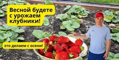 Без этого клубнике осенью никак- не затягивайте!