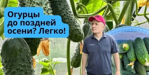 Осенние огурцы в теплице- как формируем