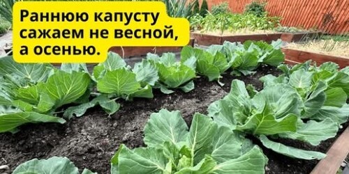 Осеннее выращивание ранней капусты на освободившихся грядках!