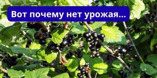 Одна подкормка осенью = двойной урожай летом!