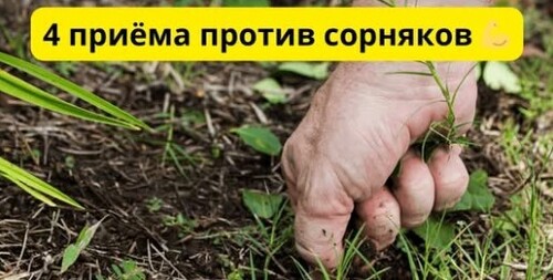 Сорняки навсегда исчезнут с огорода! Проверено!