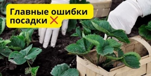 Посадка клубники осенью. Ошибки, которых нельзя допускать!
