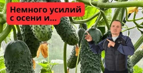Весной у вас будут самые ранние огурцы- сделайте ТАК сейчас!