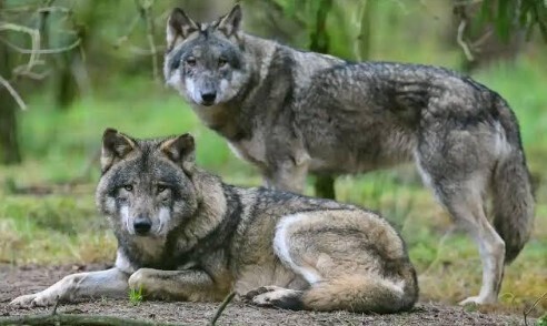 ВОЛК, ПРИШЕДШИЙ С ВОСТОКА