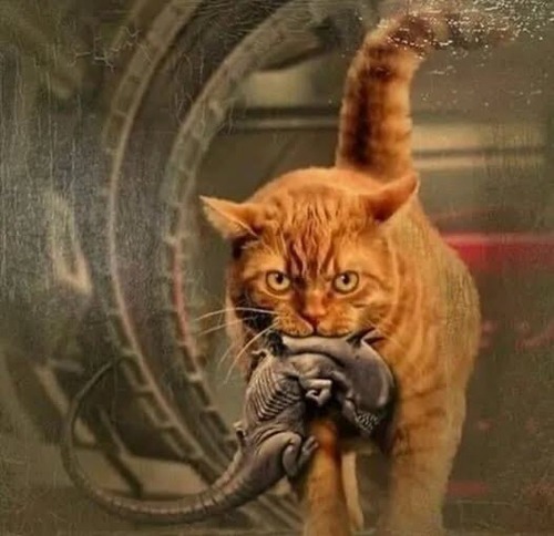 ПОДAPOК ВЗPOСЛOМУ МУЖЧИНE C КOТОМ