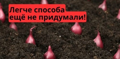 Посадка лука-севка осенью по-колхозному  Быстро и без приседаний