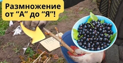 Массовое размножение смородины осенью- так сможет каждый!