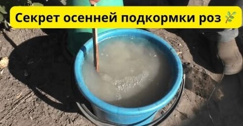 Осенняя подкормка роз для их пышного цветения весной
