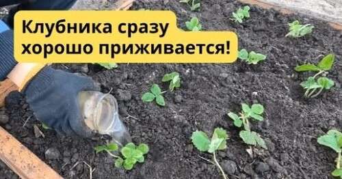 Осенняя посадка клубники  Ошибки, которые губят урожай!