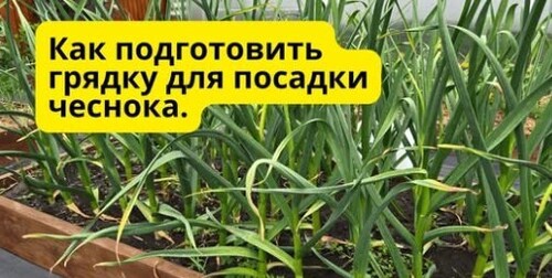 Как я готовлю грядку под чеснок — просто, но эффективно!