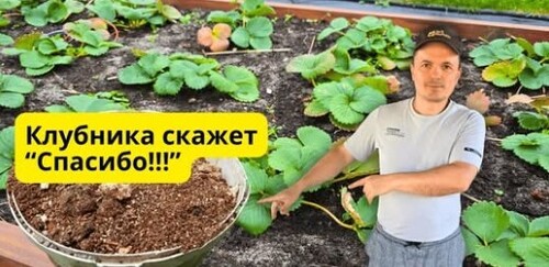 Как осенью подготовить клубнику к морозам — секрет дачника