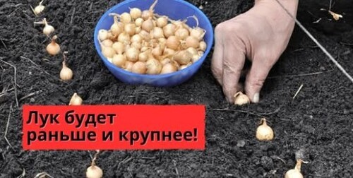 Осенняя посадка лука севка! Все тонкости