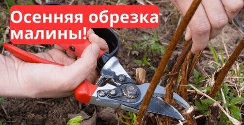 Как подготовить малину к зиме: два способа правильной обрезки!