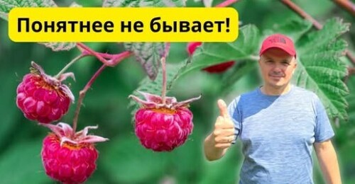 Обрезка ремонтантной малины на зиму: 2 разных способа
