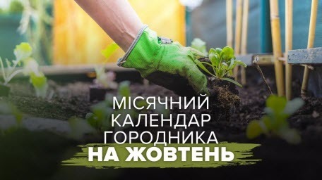 Місячний календар садівника-городника на жовтень 2025