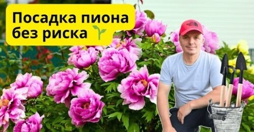 Как посадить древовидный пион. Секреты укоренения и почвы