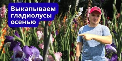 Гладиолусы осенью  Выкапывание, обработка и хранение