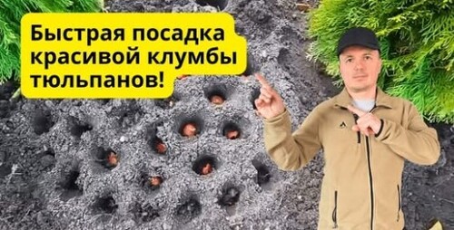 Сажаем тюльпаны по-голландски. Ошибку допустить нельзя!