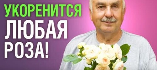 ЕСЛИ ЧЕРЕНКОВАТЬ РОЗЫ, ТО ТОЛЬКО ТАК! Приживается 95% черенков без лишних хлопот
