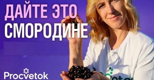 СМОРОДИНЕ ПОСЛЕ СБОРА ЯГОД ОБЯЗАТЕЛЬНО! 