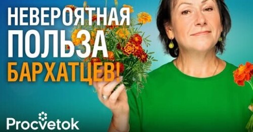 ДАЖЕ НЕ ДУМАЙТЕ ВЫБРОСИТЬ БАРХАТЦЫ ОСЕНЬЮ! 