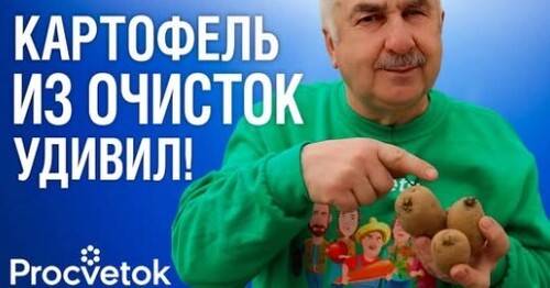 НЕ ОТПРАВЛЯЙТЕ КАРТОФЕЛЬ НА ХРАНЕНИЕ БЕЗ ЭТОГО! 