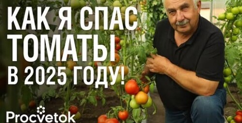 ЭЛЕМЕНТ №1 ДЛЯ ТОМАТОВ! 