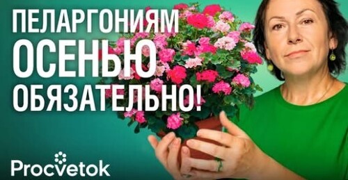 ОБЯЗАТЕЛЬНО СДЕЛАЙТЕ ЭТО С ПЕЛАРГОНИЕЙ В НАЧАЛЕ ОСЕНИ, чтобы она встретила зиму здоровой и крепкой